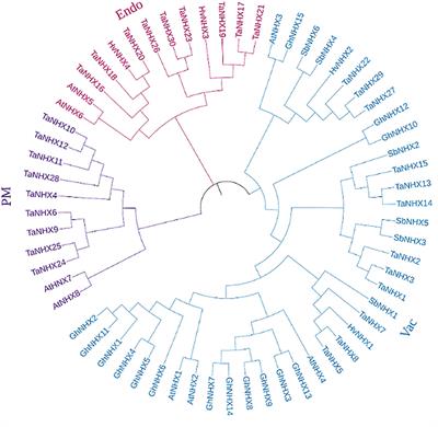 Genome-wide identification and expression analysis of the NHX gene family under salt stress in wheat (Triticum aestivum L)